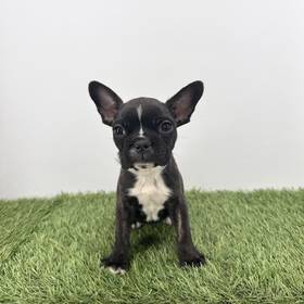 Frenchton