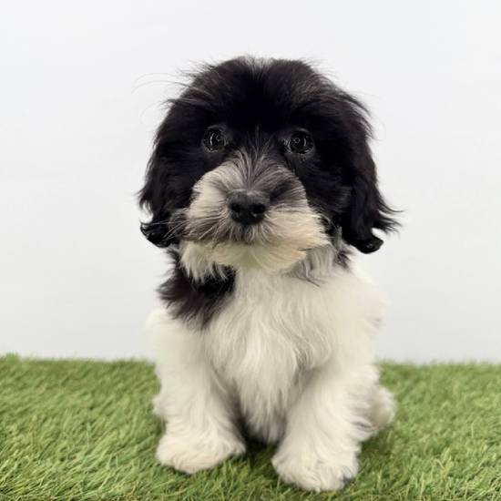 Havanese