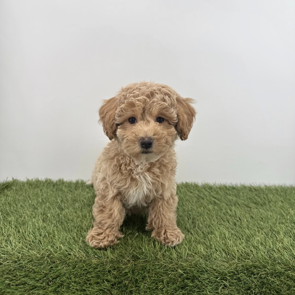 Image of a pet breed in the gallery