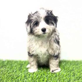 Mini Aussiedoodle