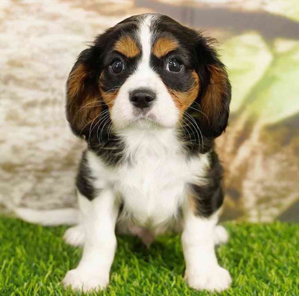 pet breed image
