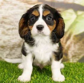 Cavalier King Charles Spaniel