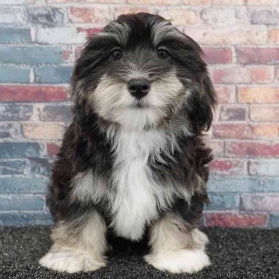 Havanese