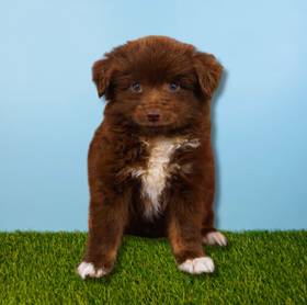 Toy Australian Shepherd