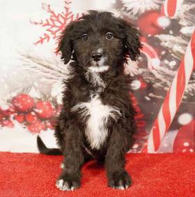 Australian Shepherd-Golden Retriever