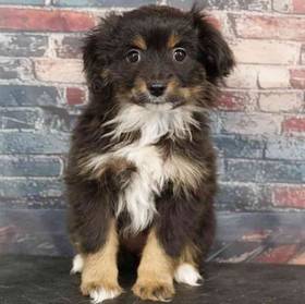 Mini Australian Shepherd