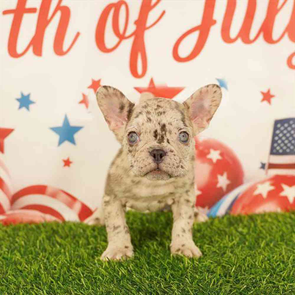 Image of a pet breed in the gallery