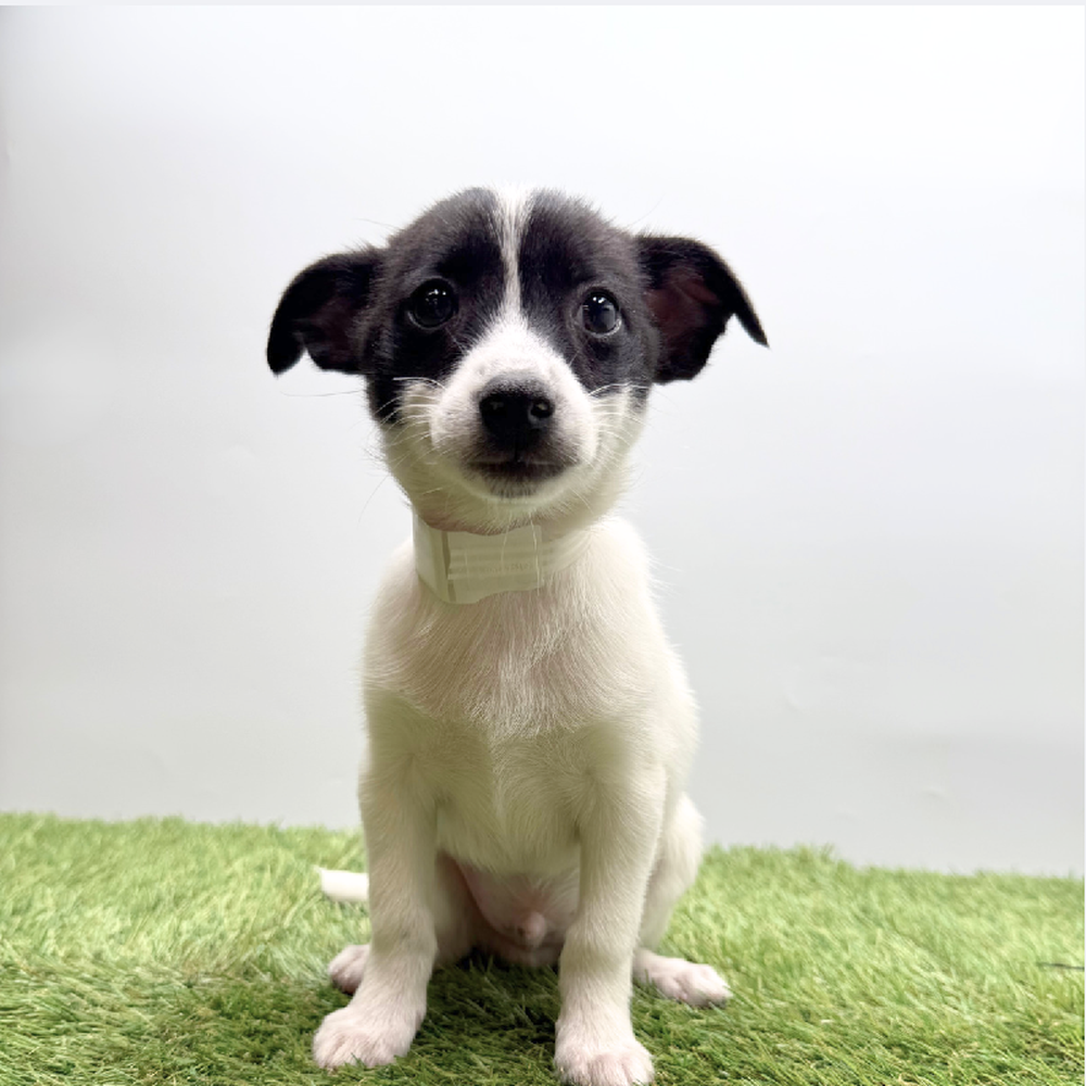 pet breed image