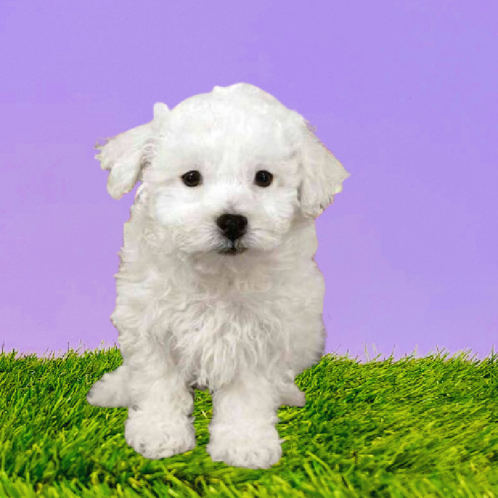 Female Bichon Puppy for Sale in Marietta, GA