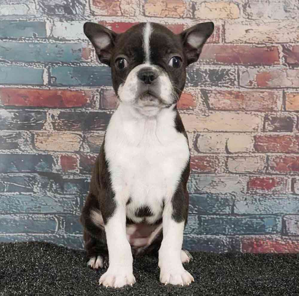 pet breed image