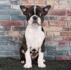 Boston Terrier
