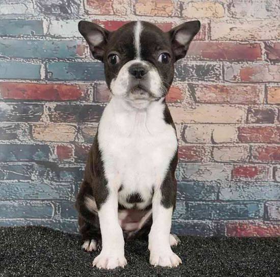 Boston Terrier