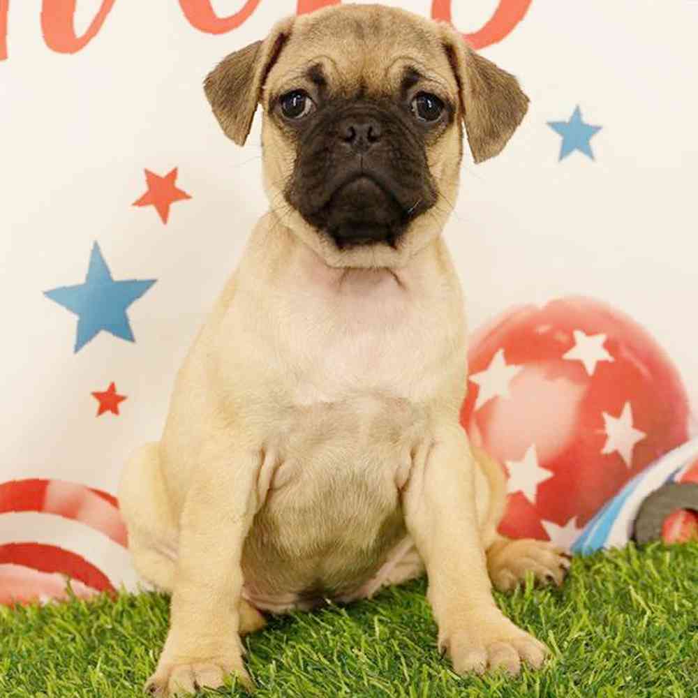 Image of a pet breed in the gallery
