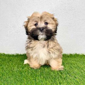 Lhasa Apso