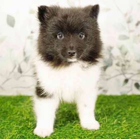 Pomeranian