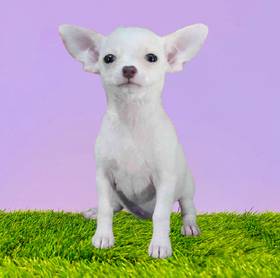 Chihuahua