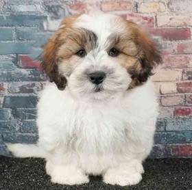 Teddy Bear
