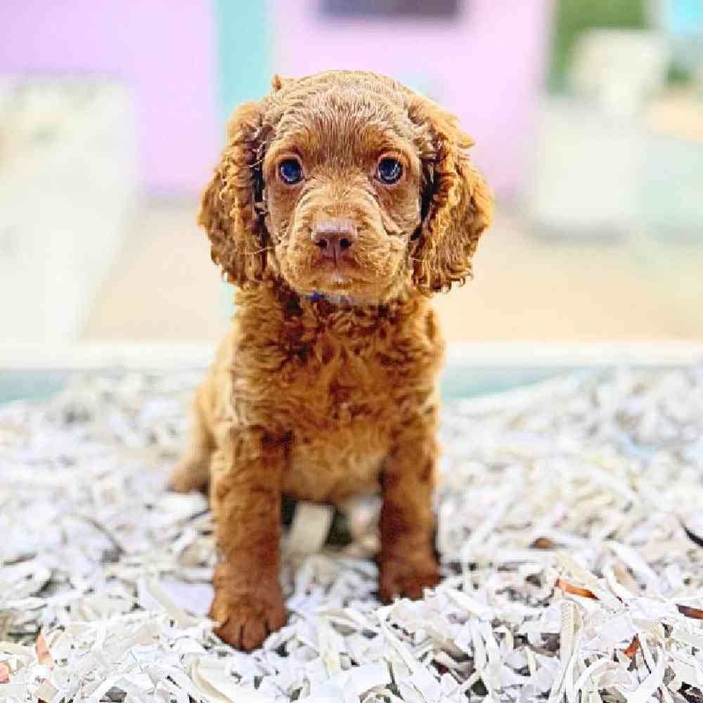 carousel pet images