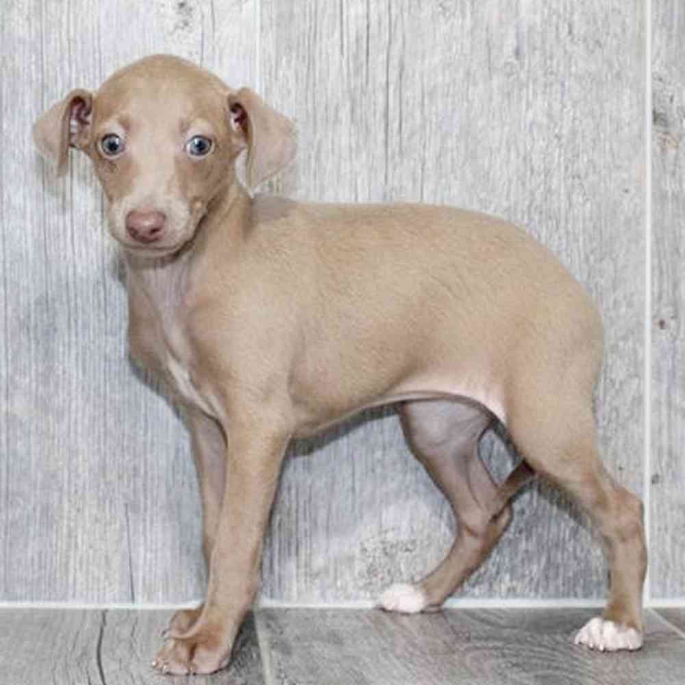 Image of a pet breed in the gallery