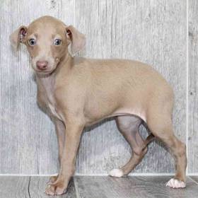 Italian Greyhound