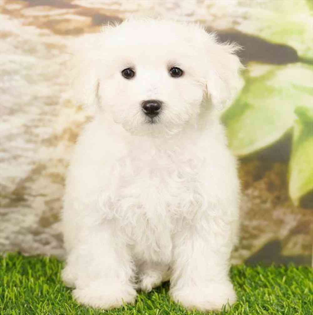 Image of a pet breed in the gallery