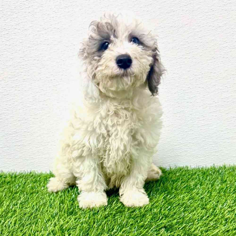 Image of a pet breed in the gallery