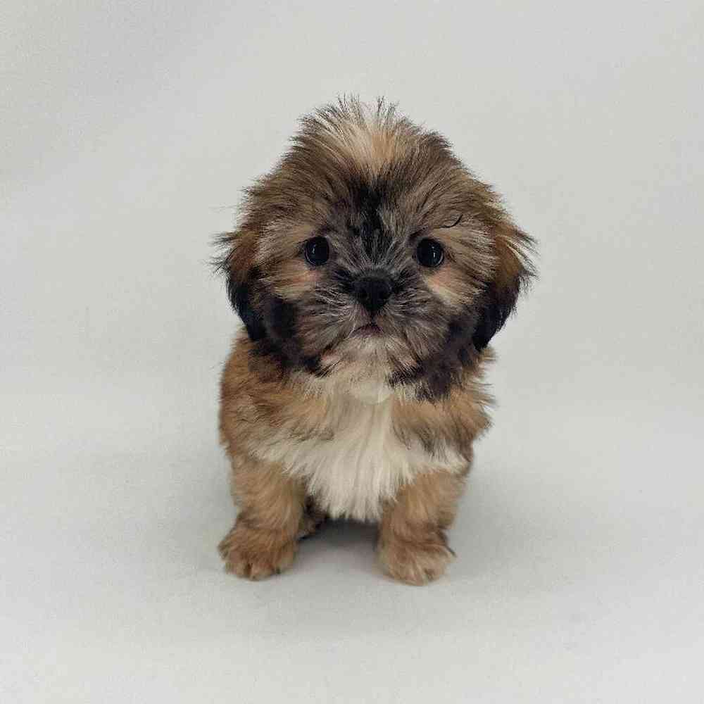 pet breed image
