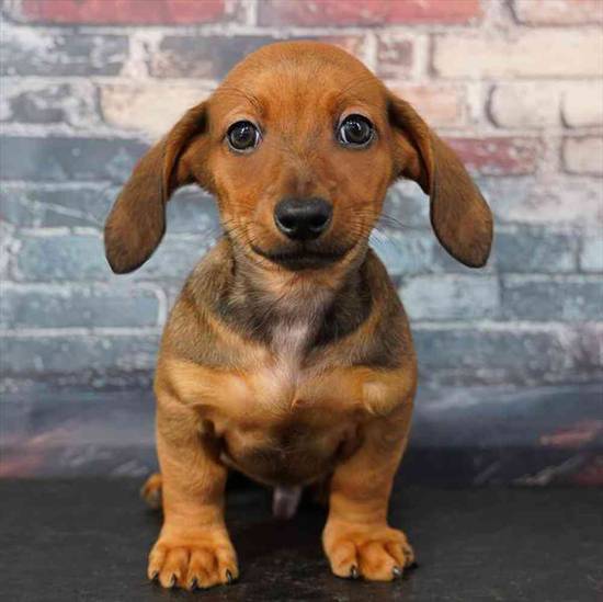 Dachshund