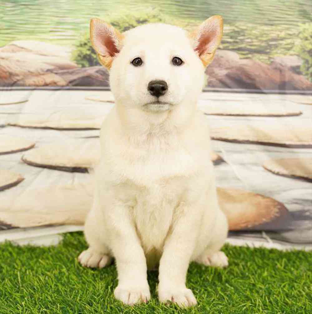 pet breed image