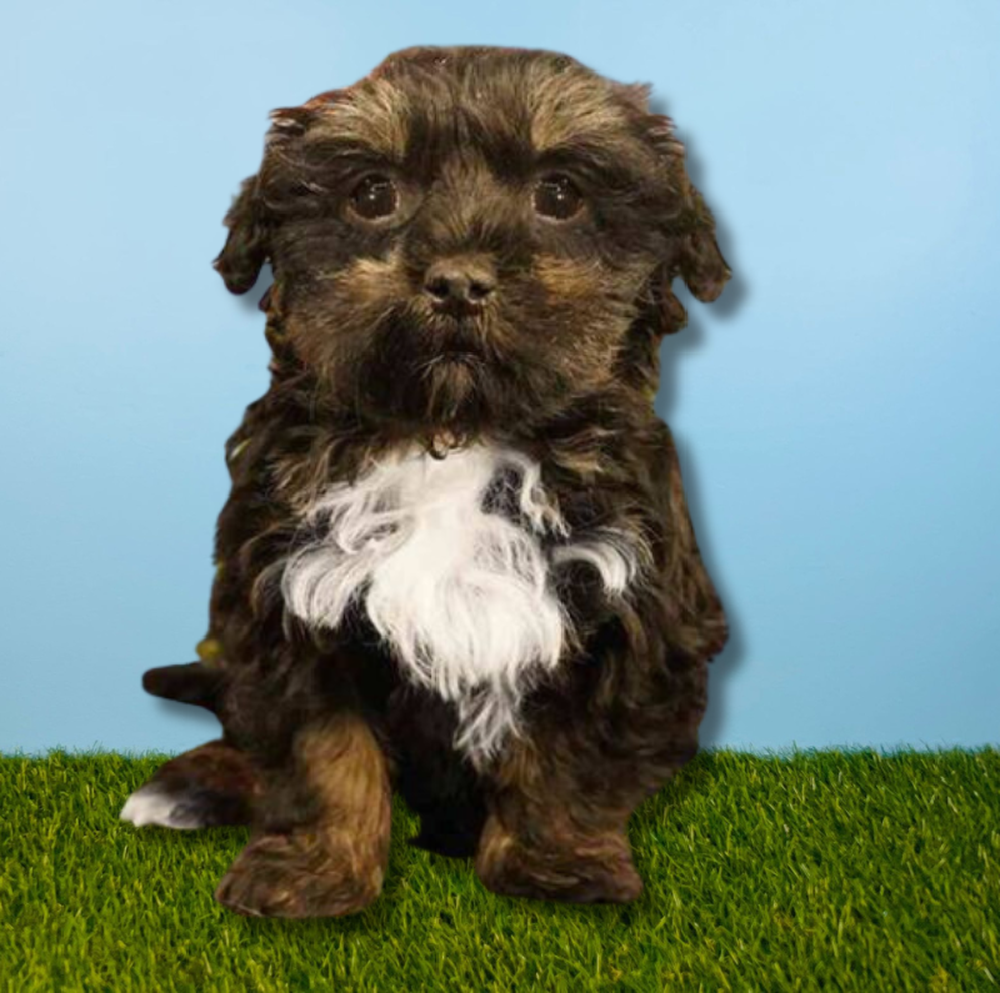 carousel pet images