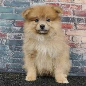 Pomeranian