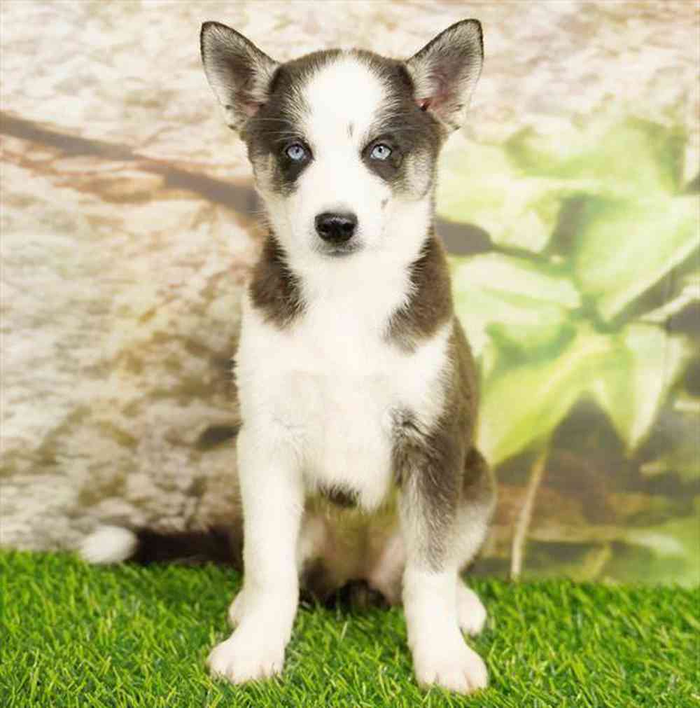 Image of a pet breed in the gallery