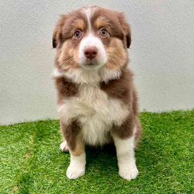 Mini Australian Shepherd