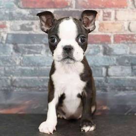 Boston Terrier