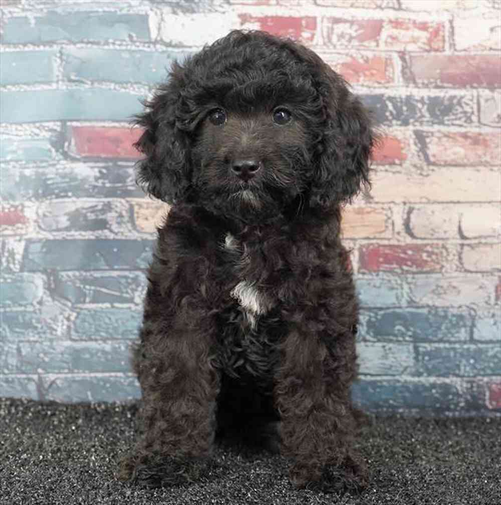 Image of a pet breed in the gallery