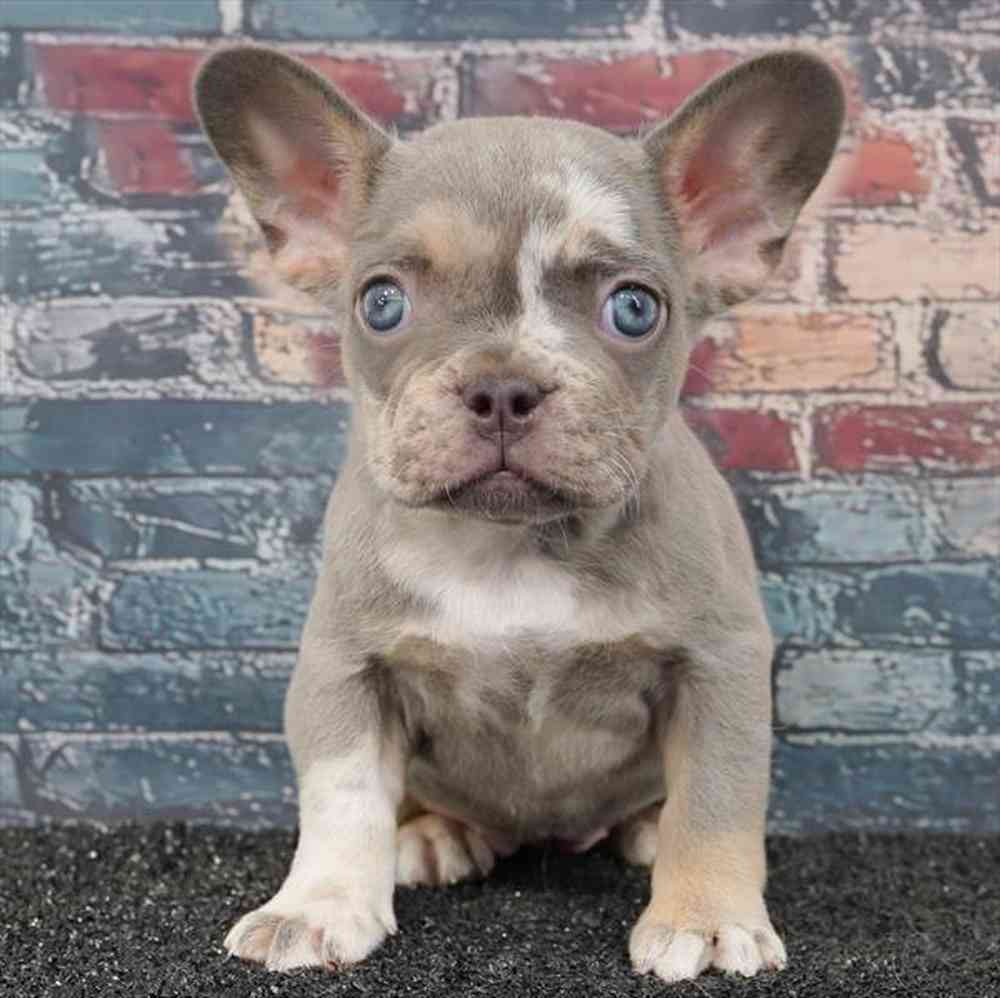 Image of a pet breed in the gallery