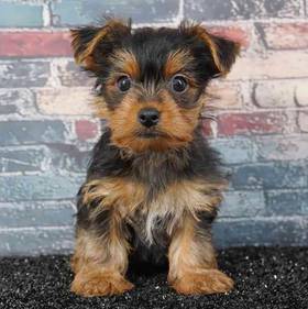Yorkie