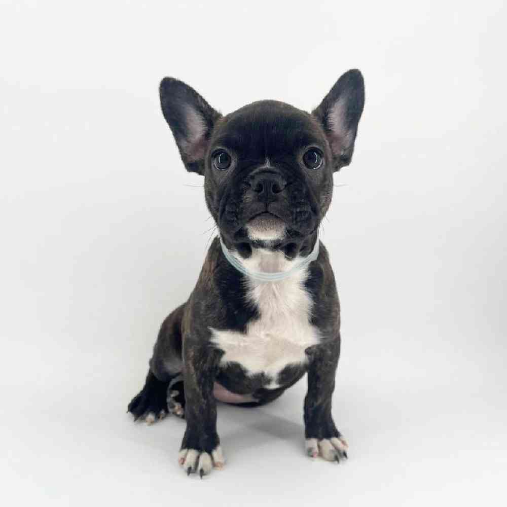 Image of a pet breed in the gallery