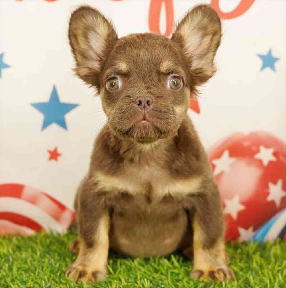 pet breed image