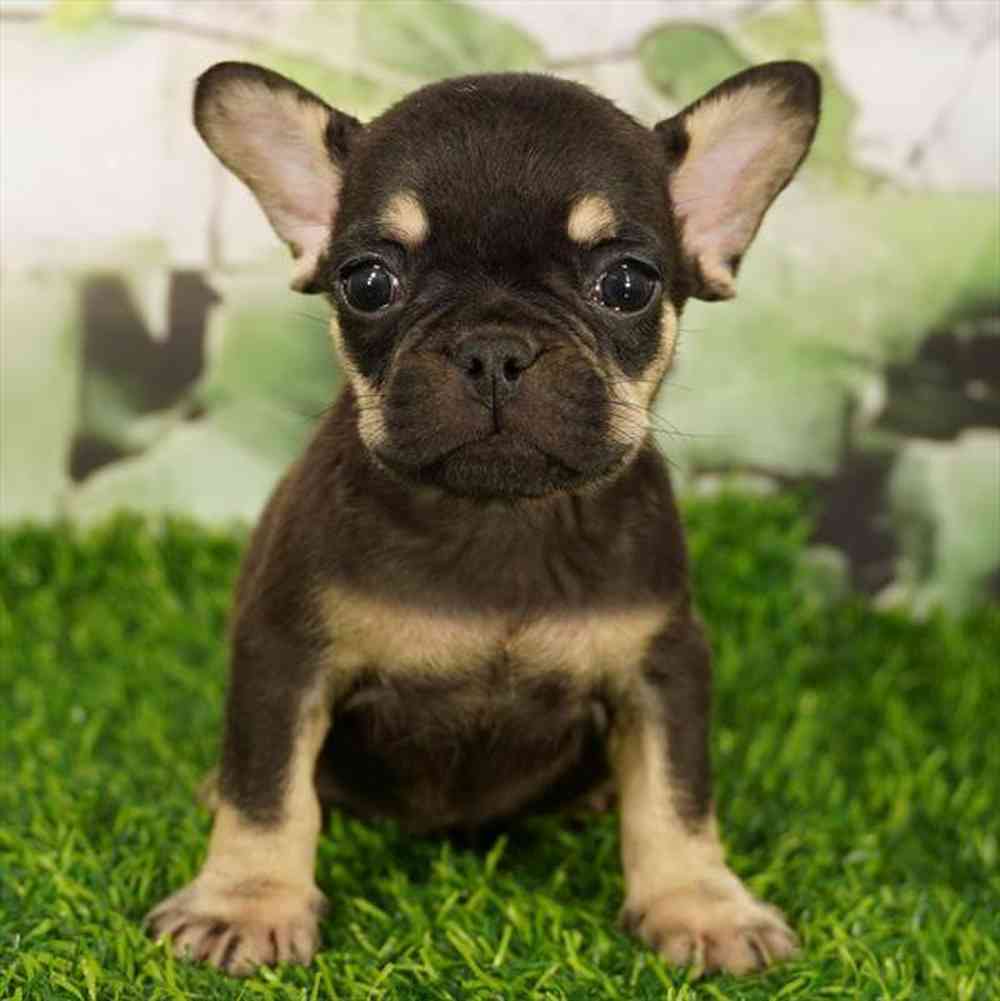 Image of a pet breed in the gallery