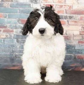 2nd Gen Mini Sheepadoodle
