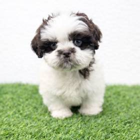 Shih Tzu