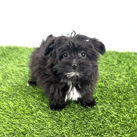 Morkie