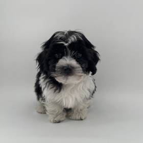 Havanese