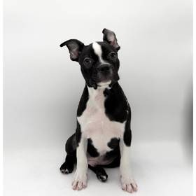 Boston Terrier