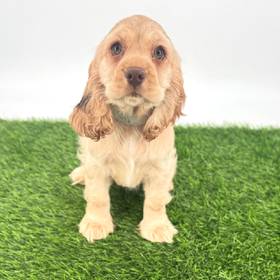 Cocker Spaniel