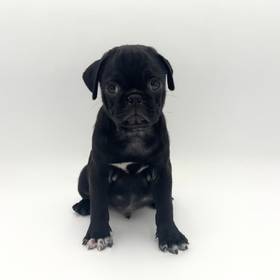 Pug