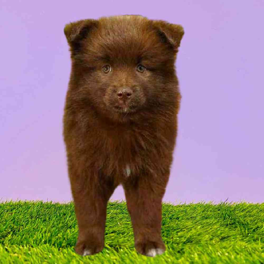 Female Pomsky Puppy for Sale in Puyallup, WA