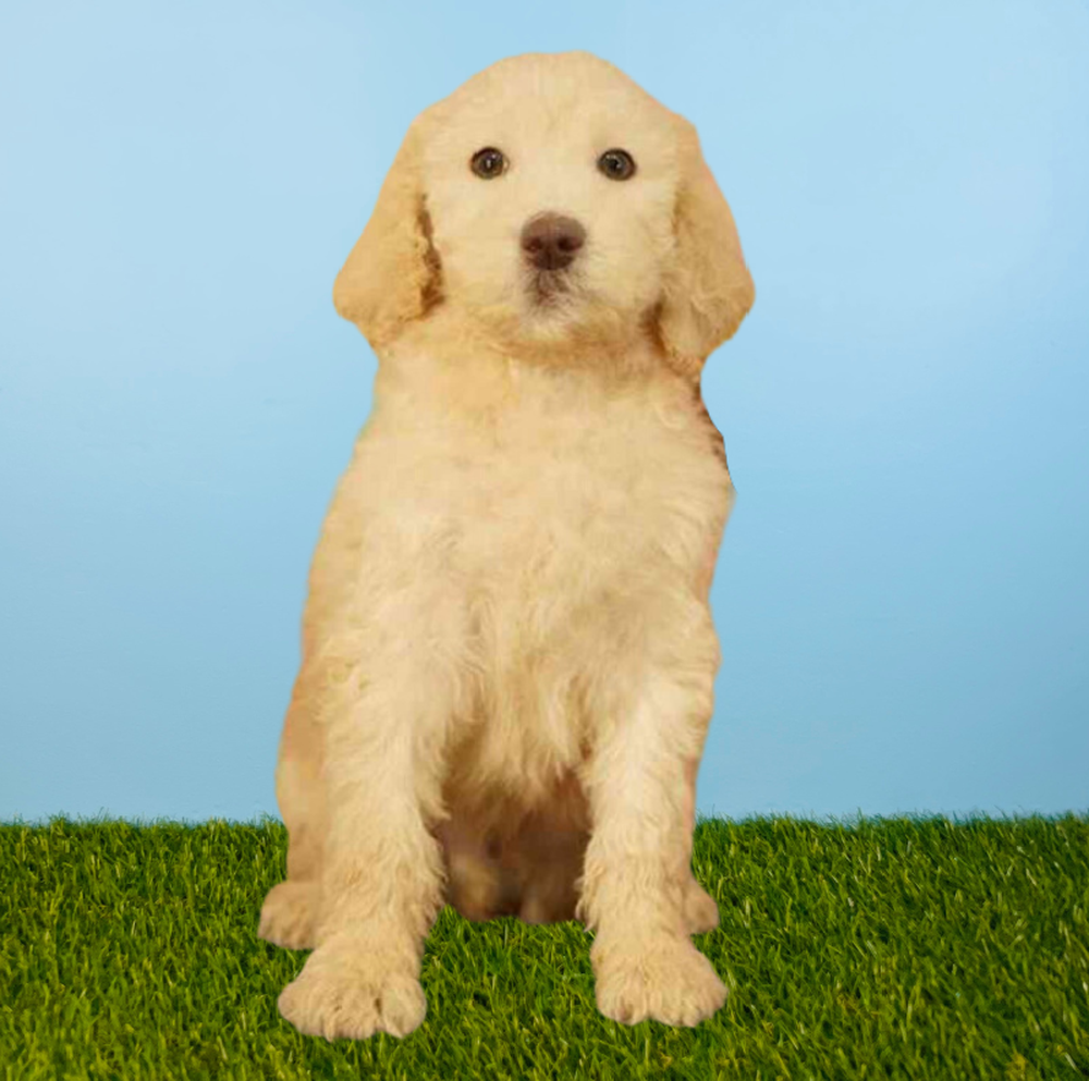 Male 2nd Gen Standard Goldendoodle Puppy for Sale in Tolleson, AZ