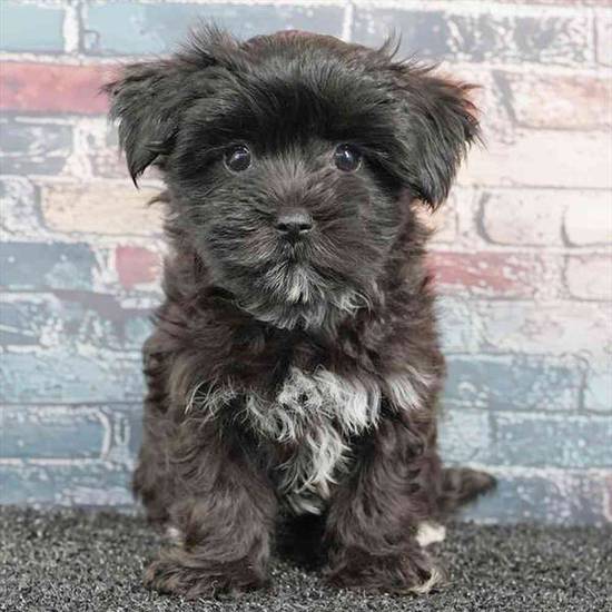 Morkie